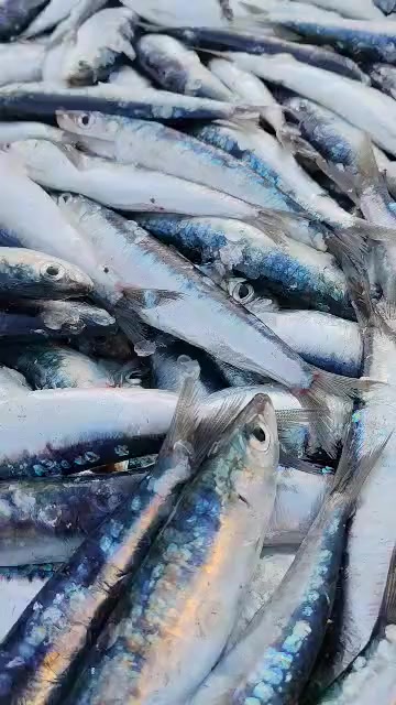 @Fouad pêcheur