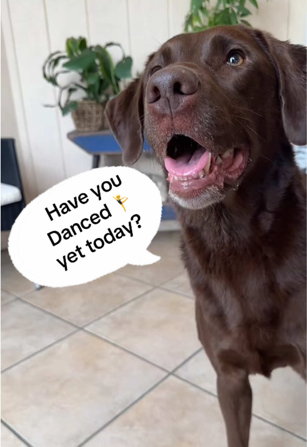 @AmandaT_CoolDog_Trainer 🫵🐶🆒