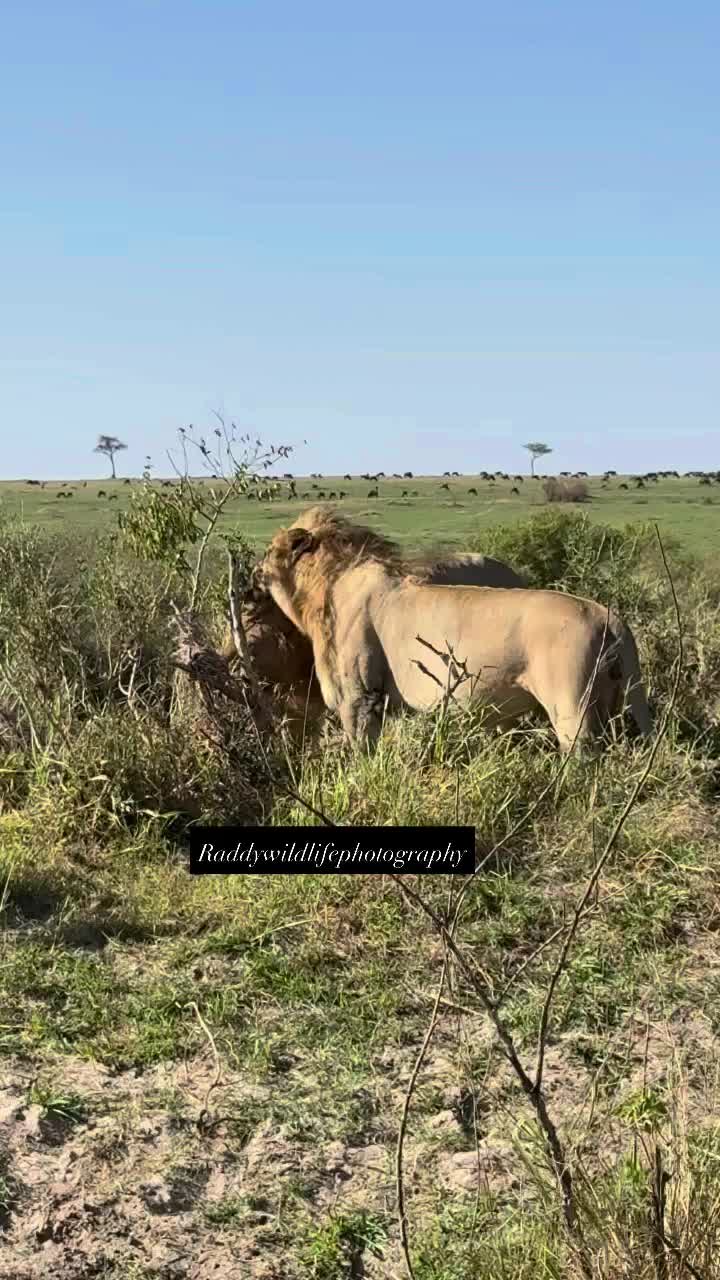 @lion_world5