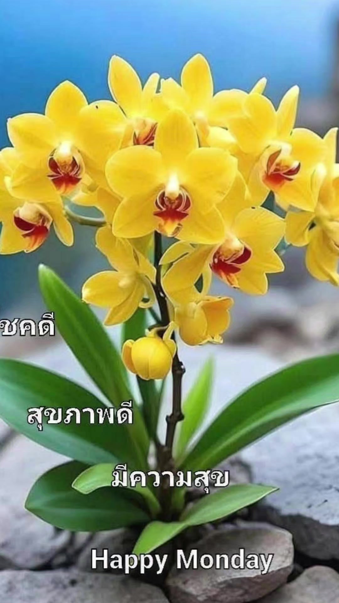 @Orasa mokkhdksoongg