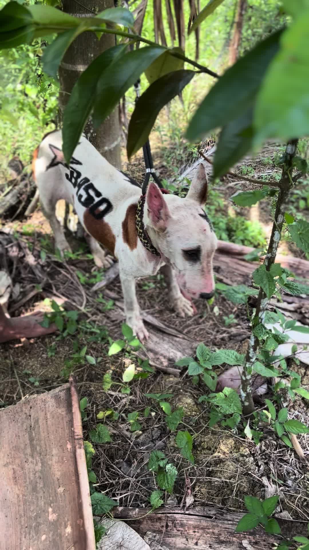 @⭐️ B 4 5 0