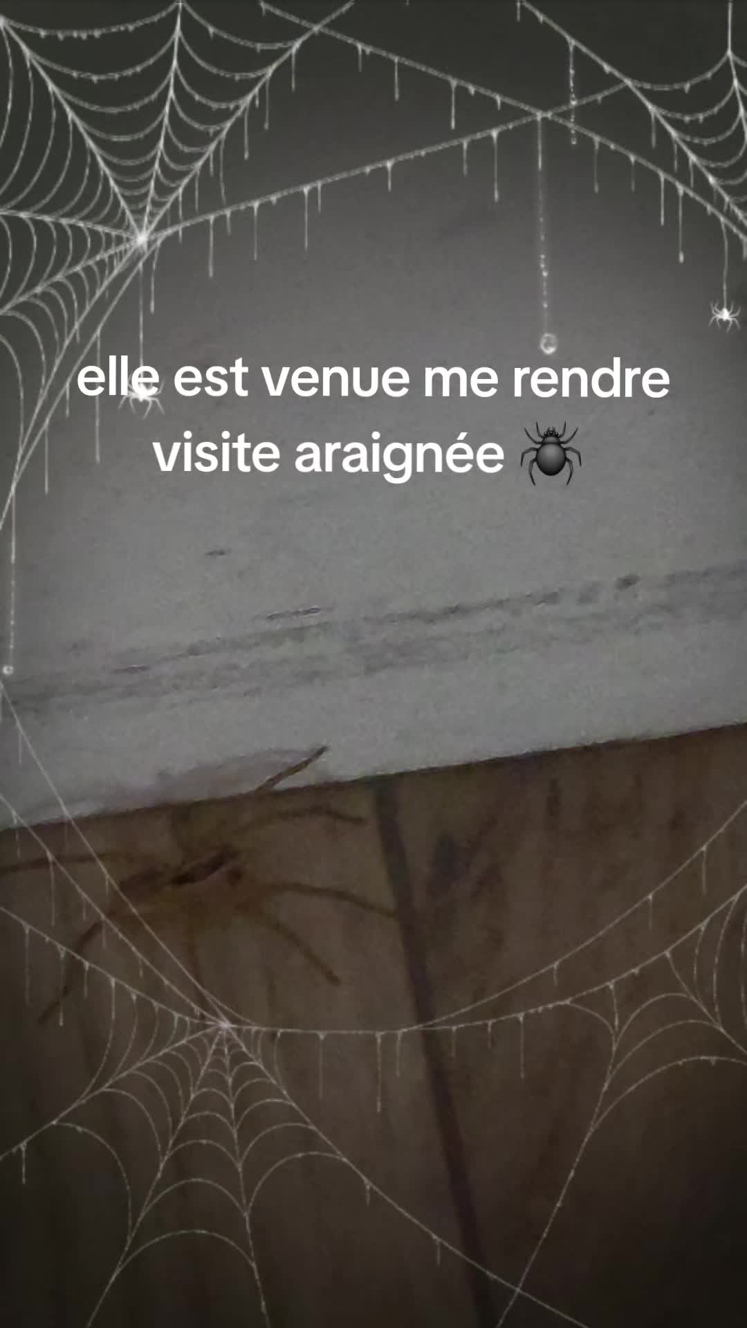 @zina du bled