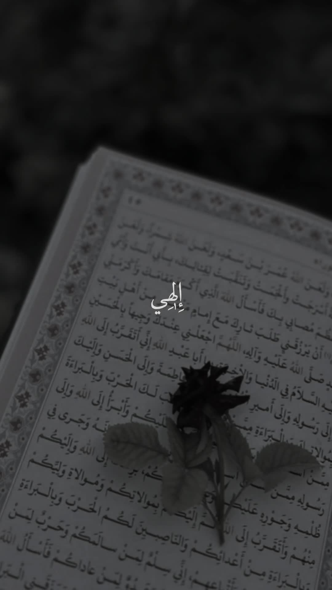 @قائد الغُرِّ المُحَجَّلين