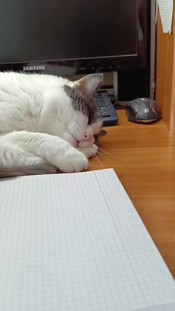 @позорница энка(?)