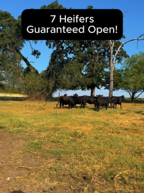 @Rutherford Land and Cattle
