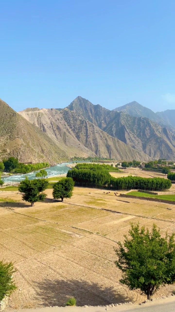 @Afghanimal