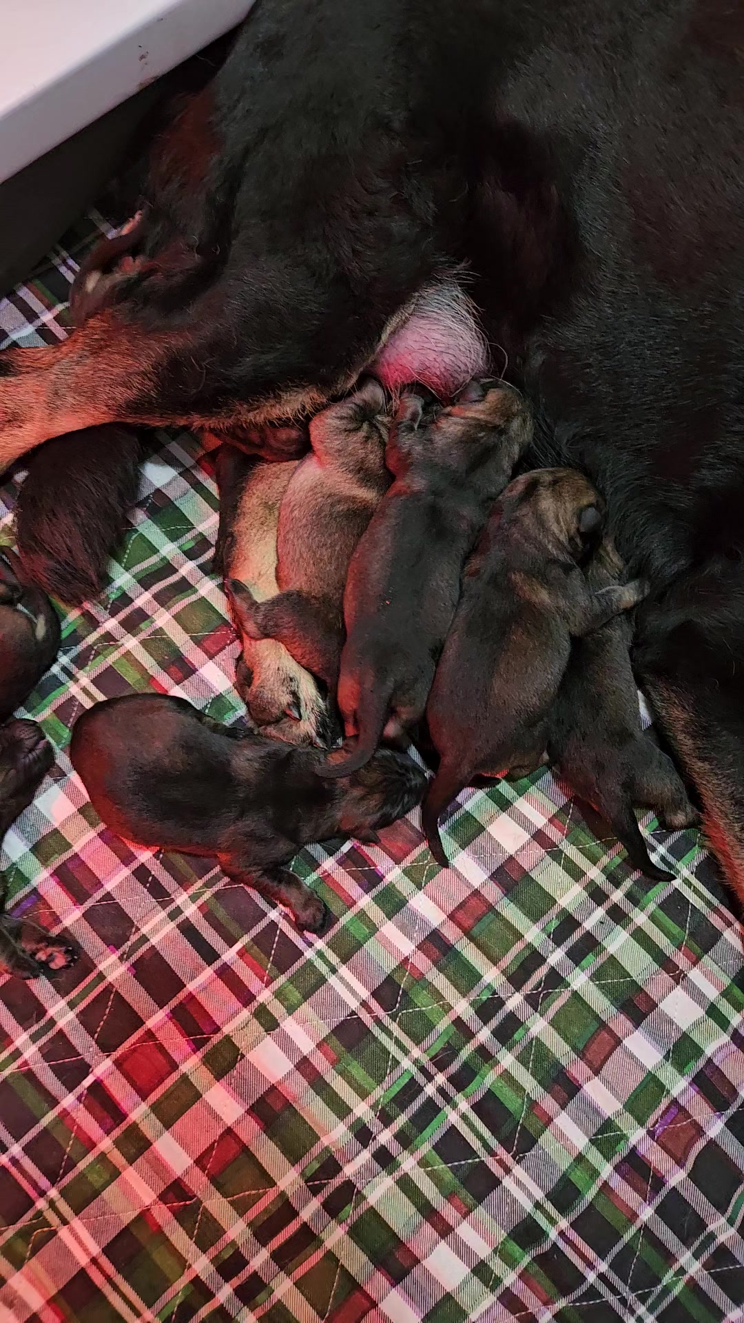 @Protection Dog Sales