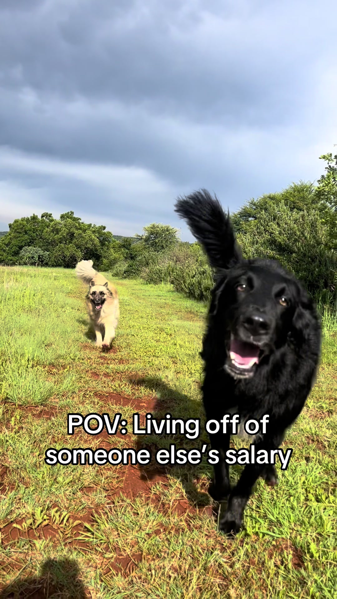 @Pup Chef