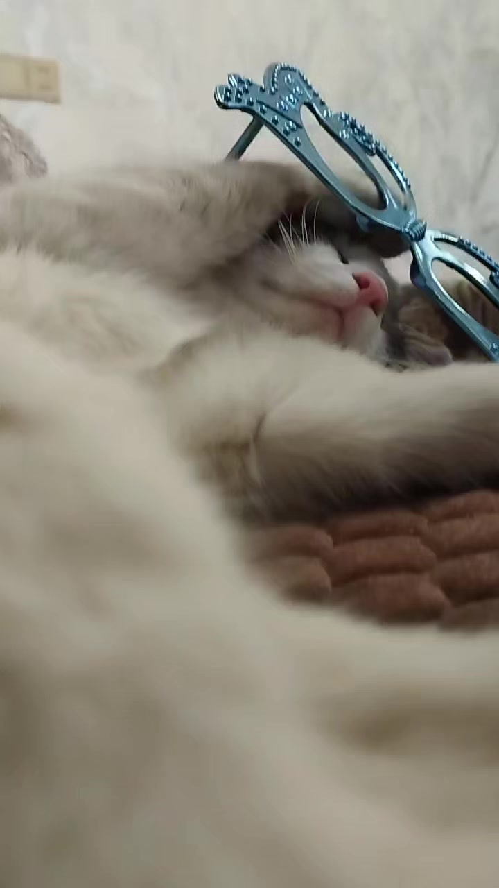 @🐾