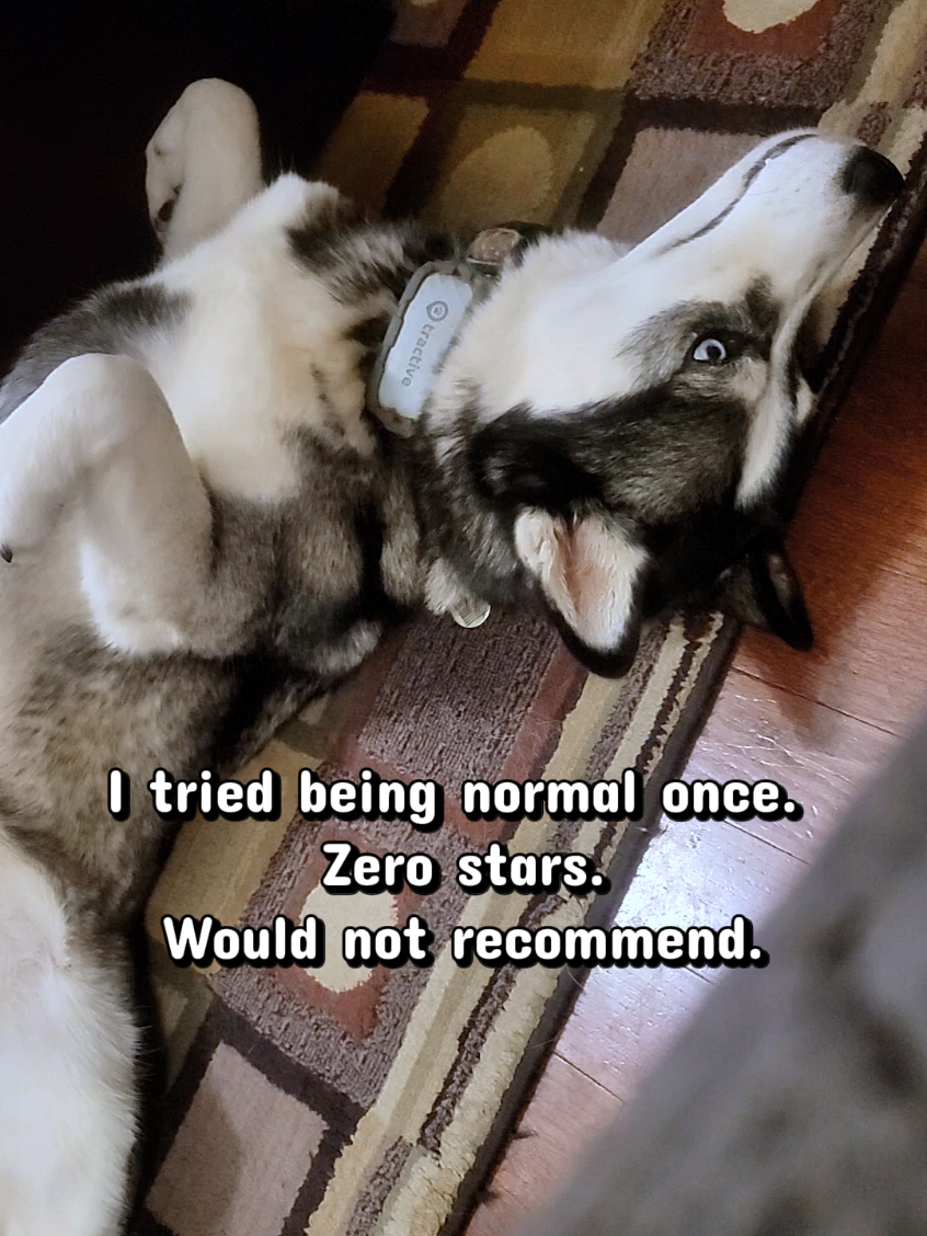 @the Hussey Husky
