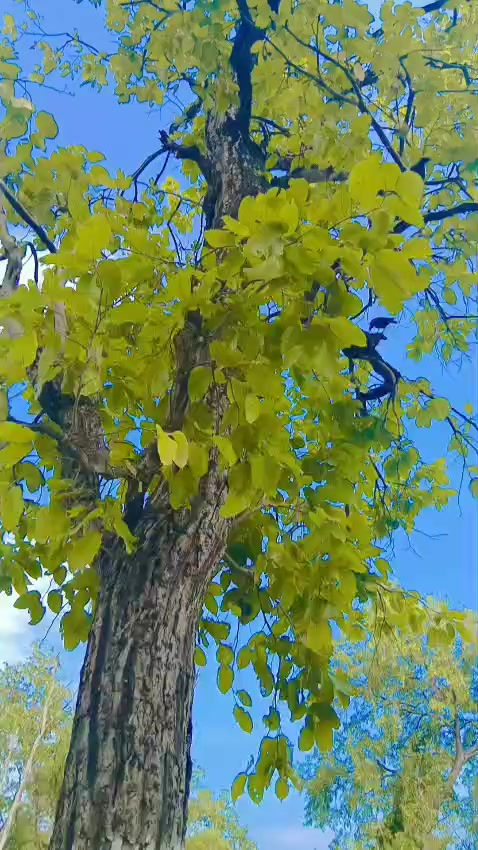@R.K.S.M.T