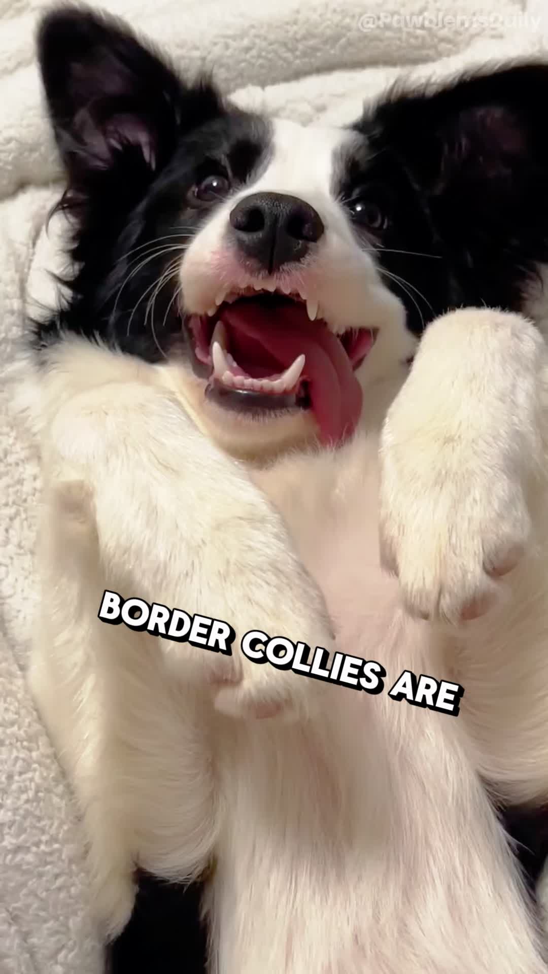 @PawblemsDaily