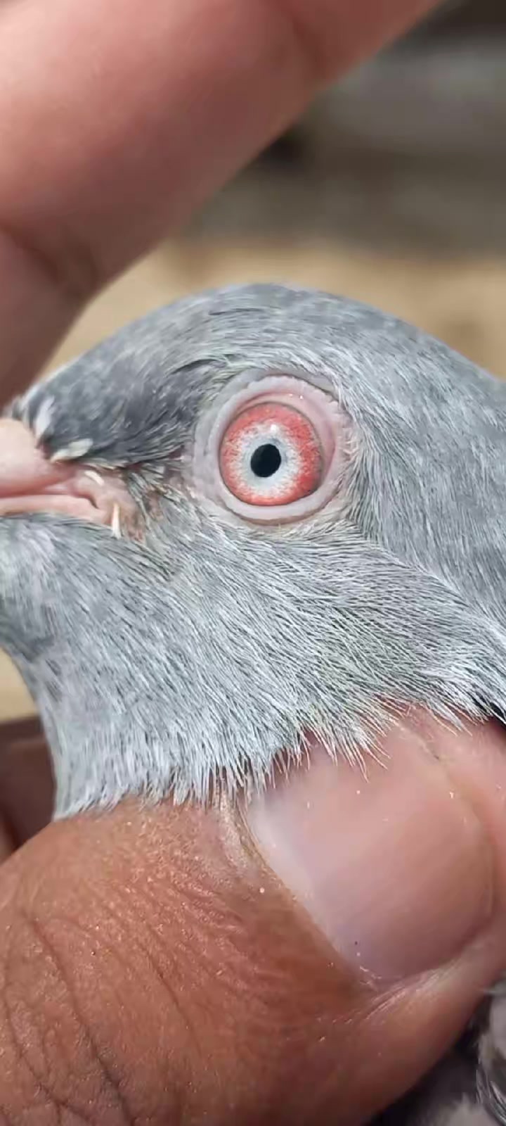 @Ranakasuripigeon
