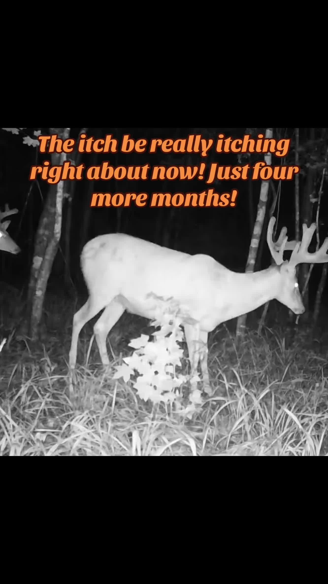 @🦌 Megabucks Outdoors 🦌