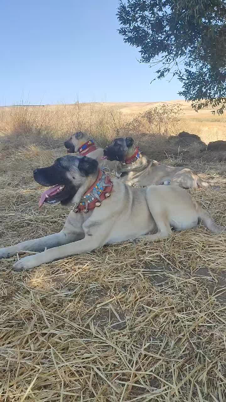 @🇹🇷 Murat Çıtak 🇹🇷