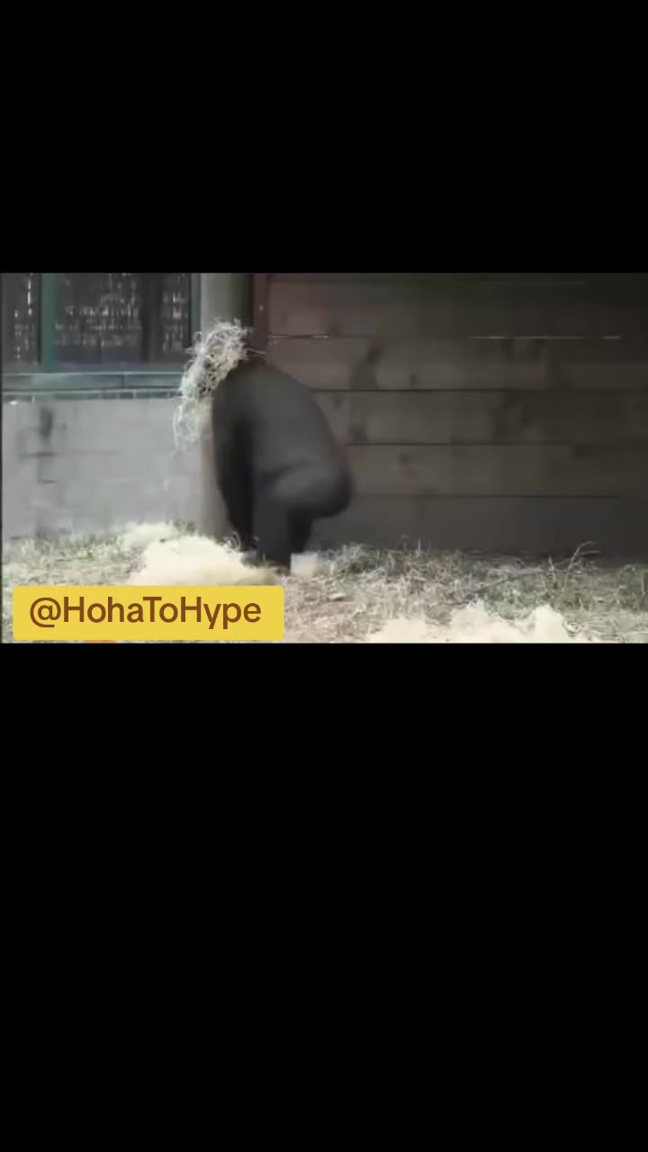 @HOHA TO HYPE