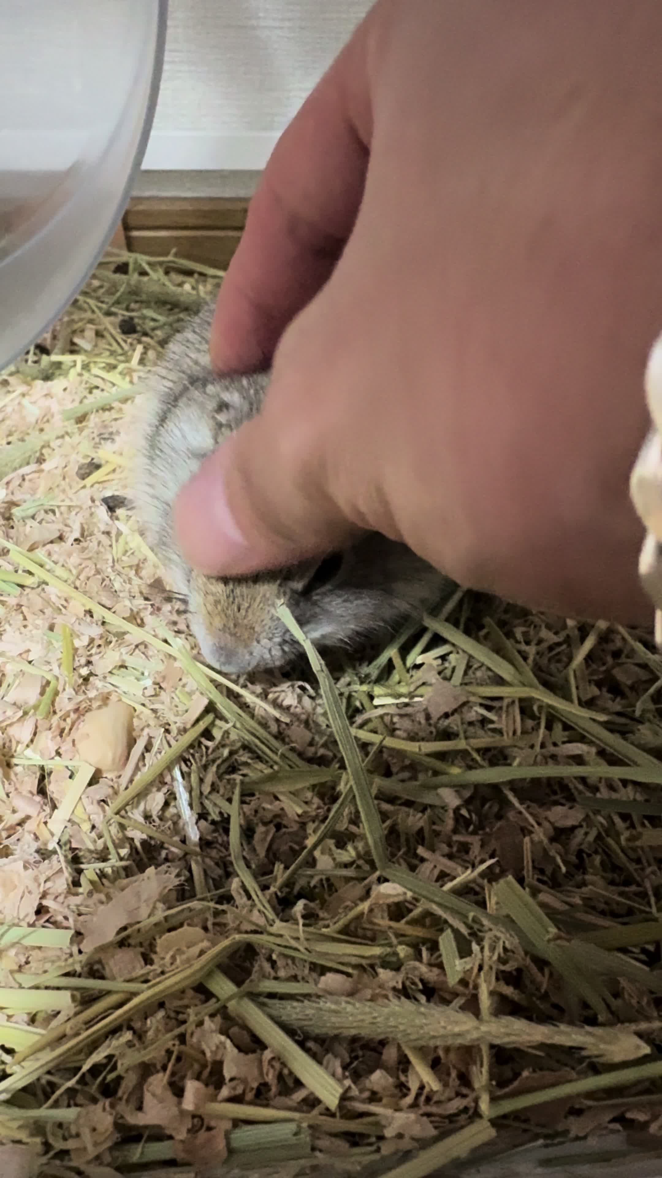 @レーシングカワウソ