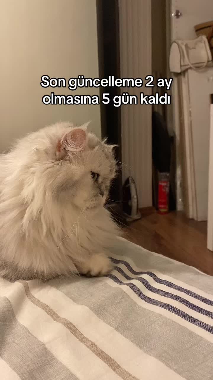 @Rabia Toplugedik