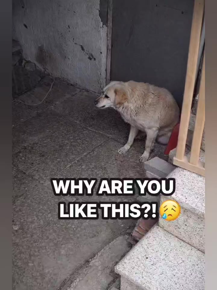 @Drooly Doggy