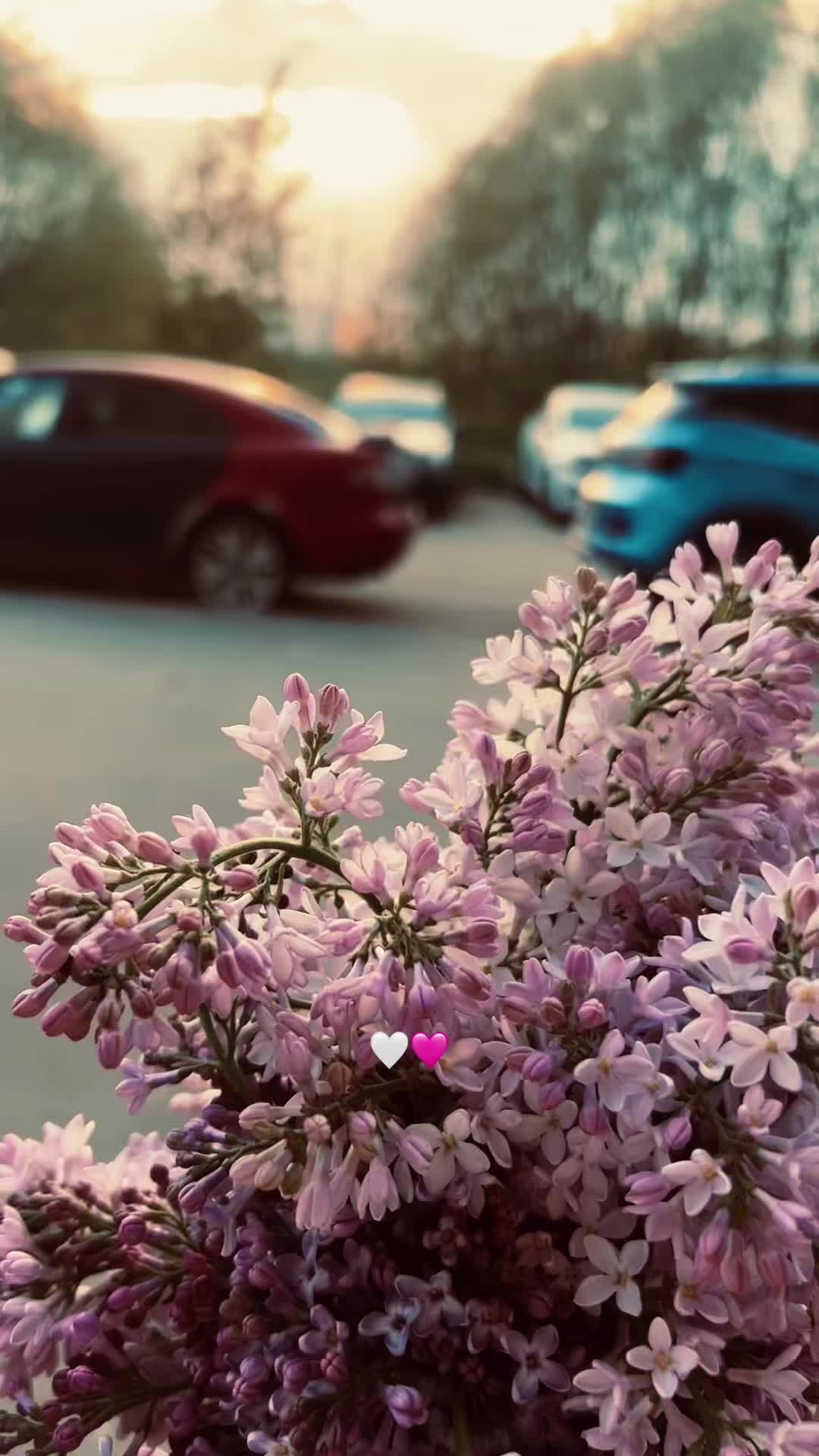 @vasilyevnaa.