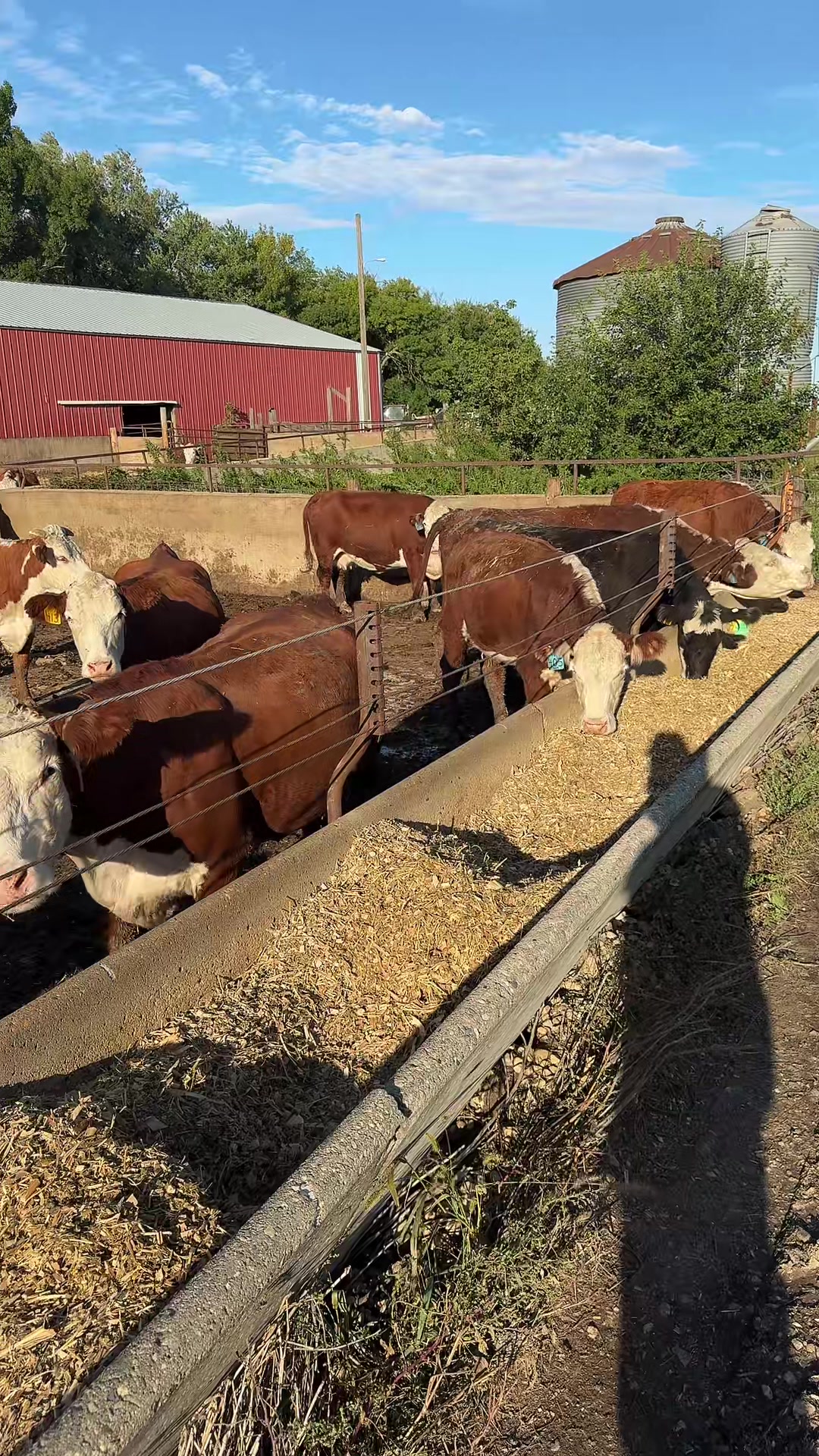 @Vos-Cattle-Co