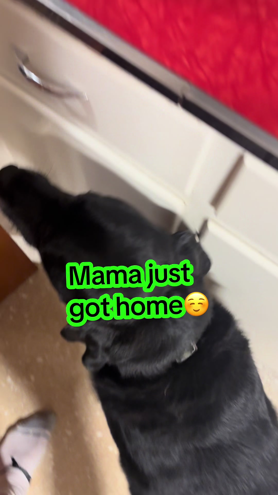 @rubenblacklab