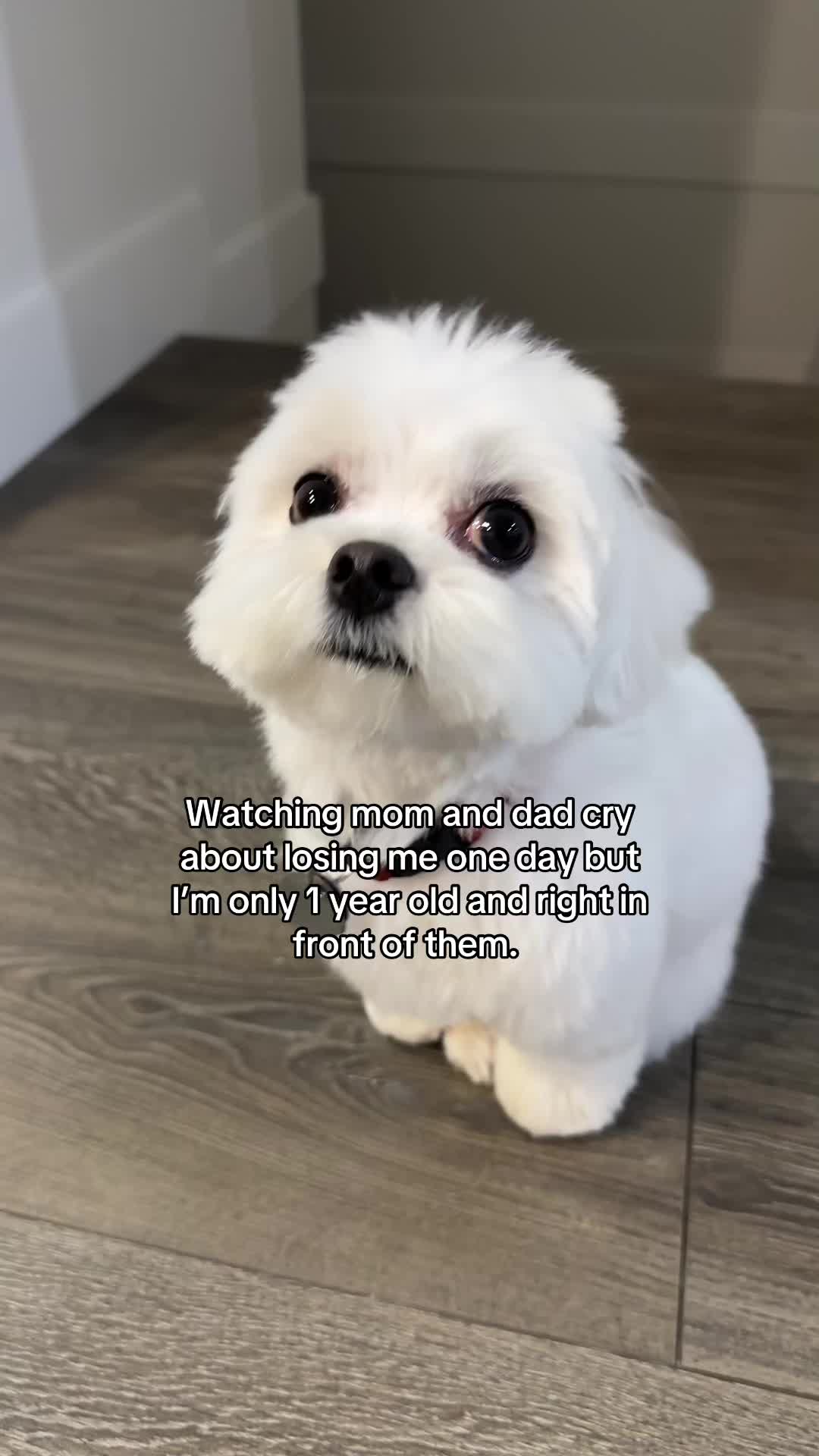 @theluckymaltese