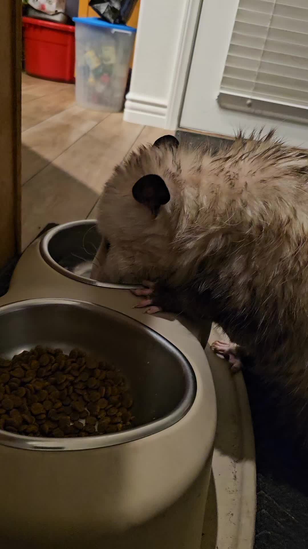 @OPOSSUMDAWGMOM