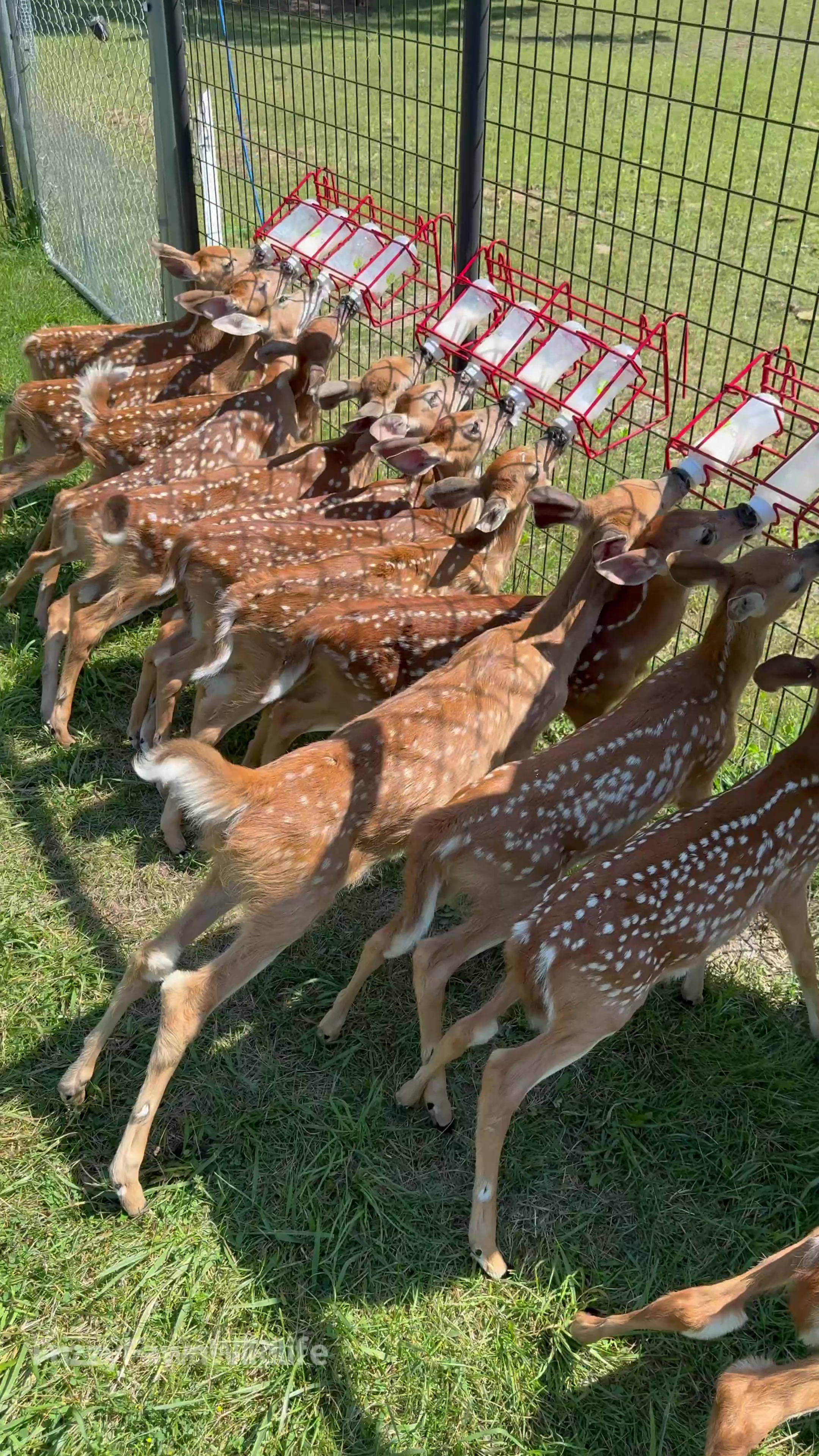 @Fuzzy Fawn Wildlife