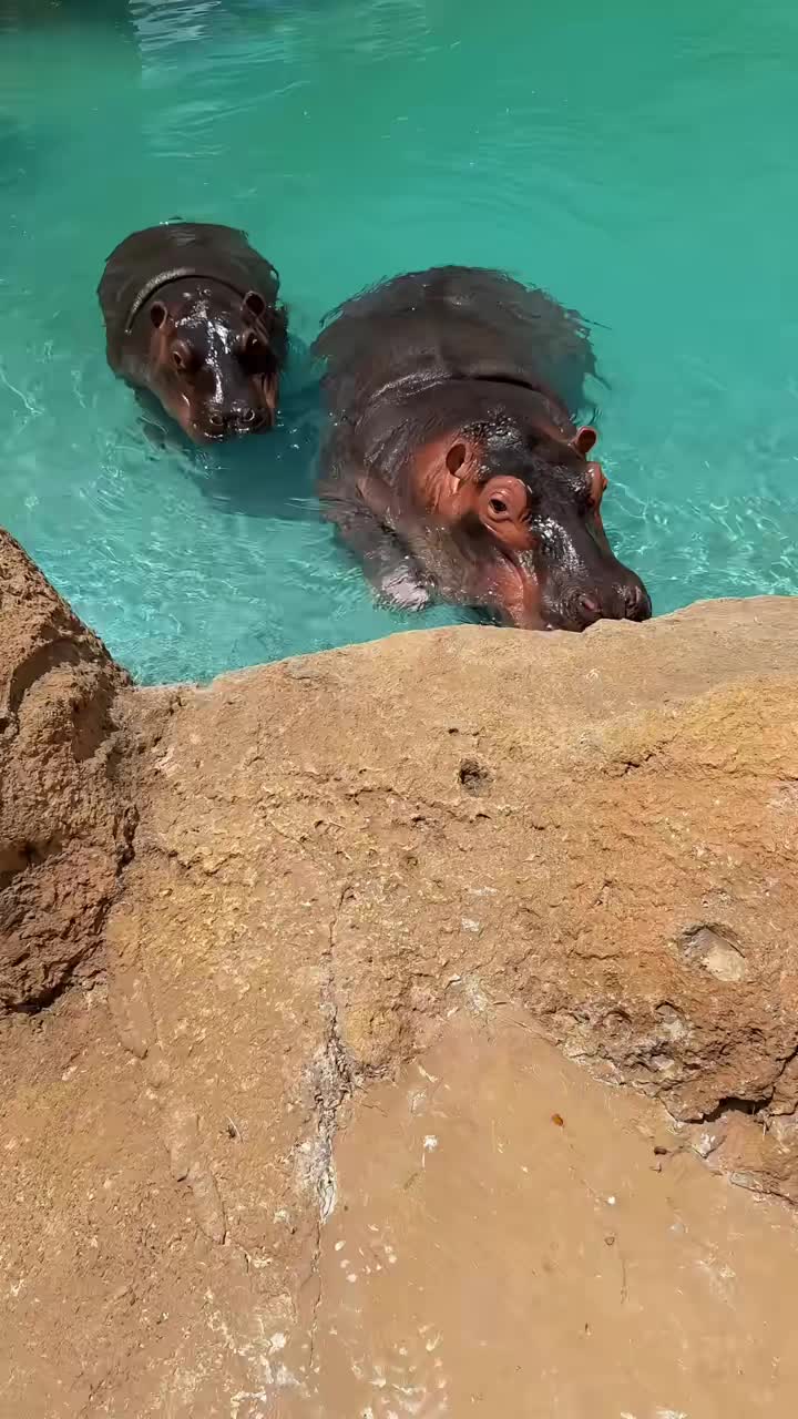 @Hippo