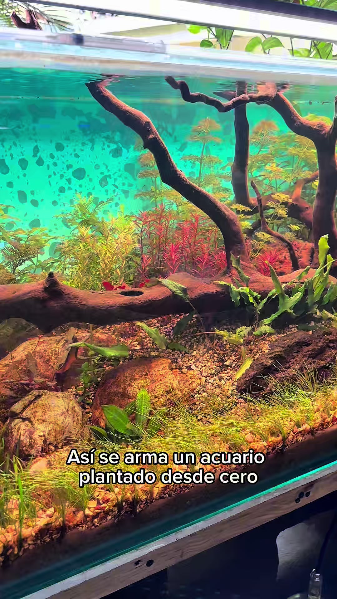 @Acuario Fish Lovers