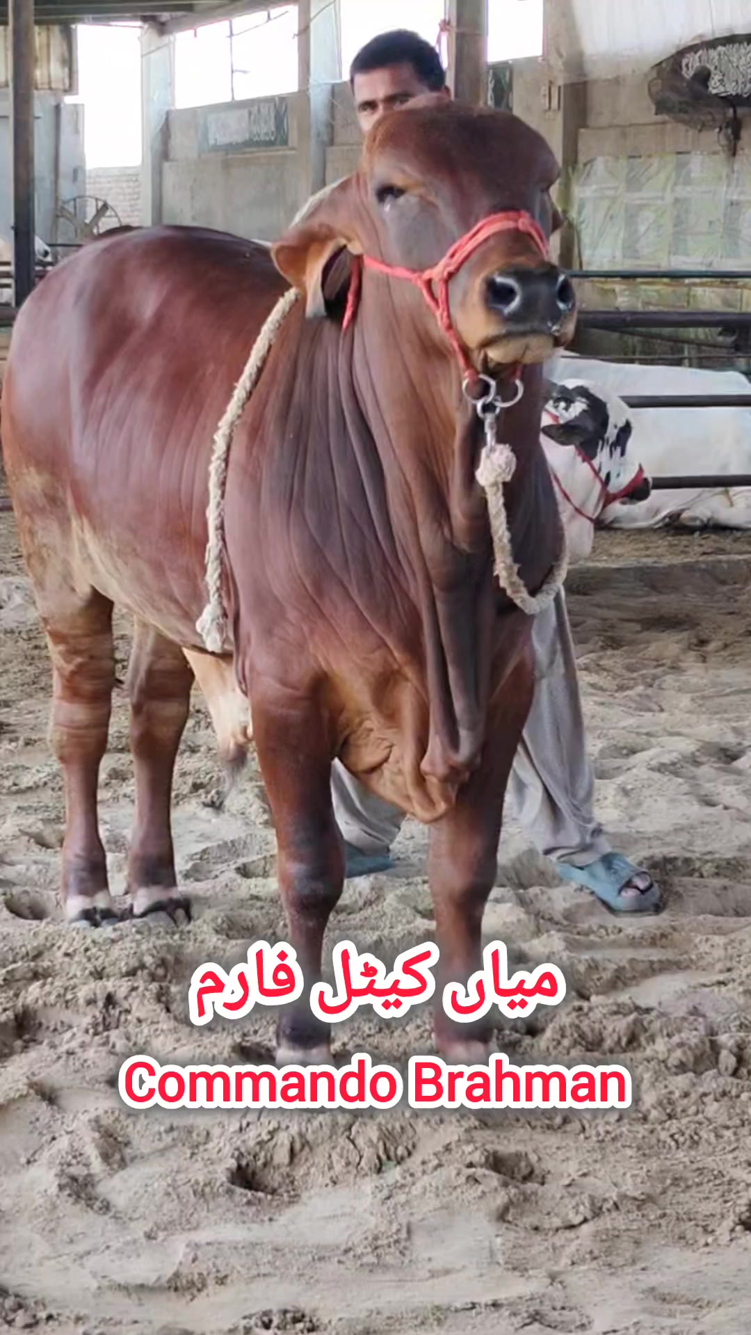 @shehzada