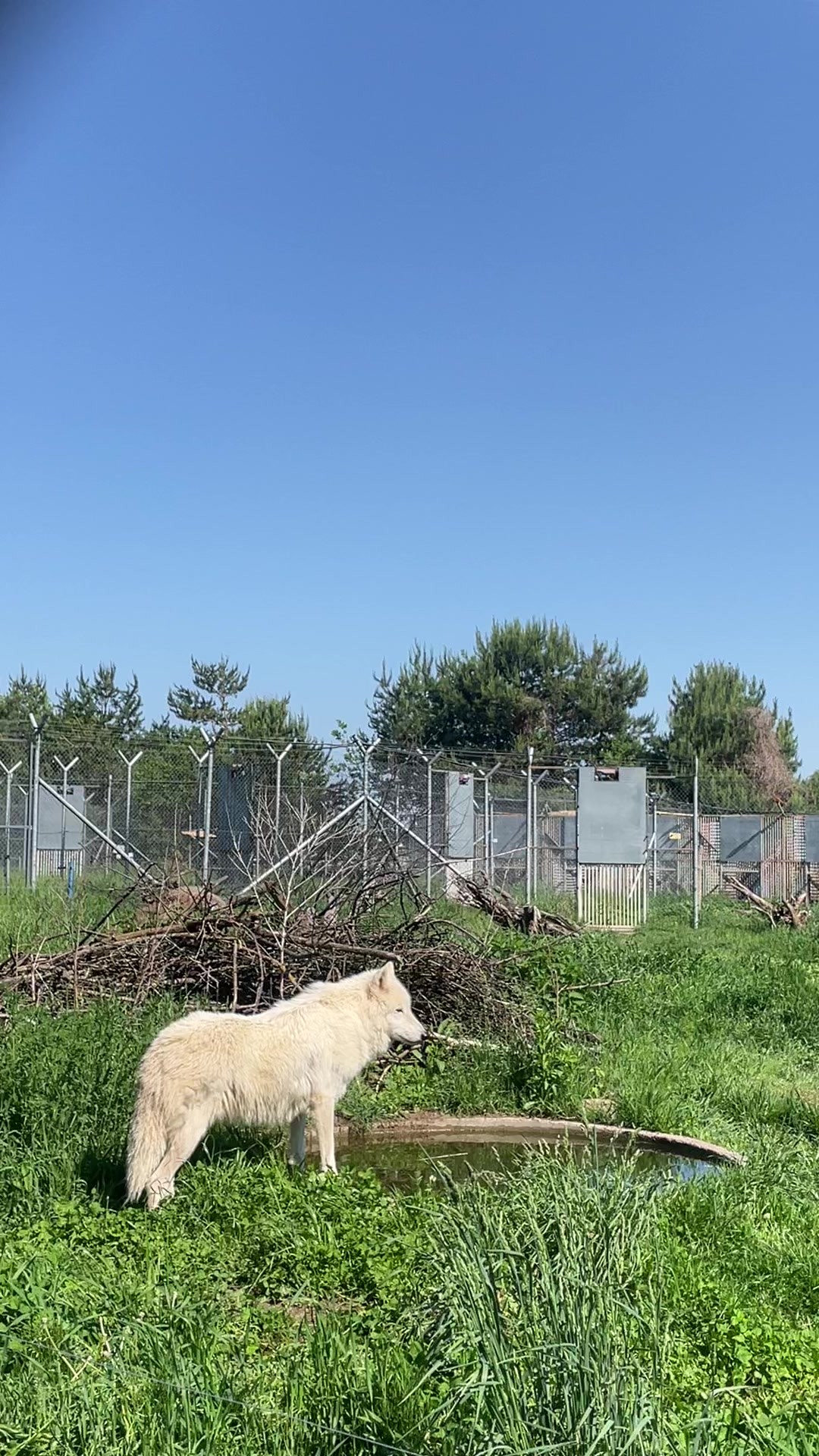 @Whiterock.savewildfund