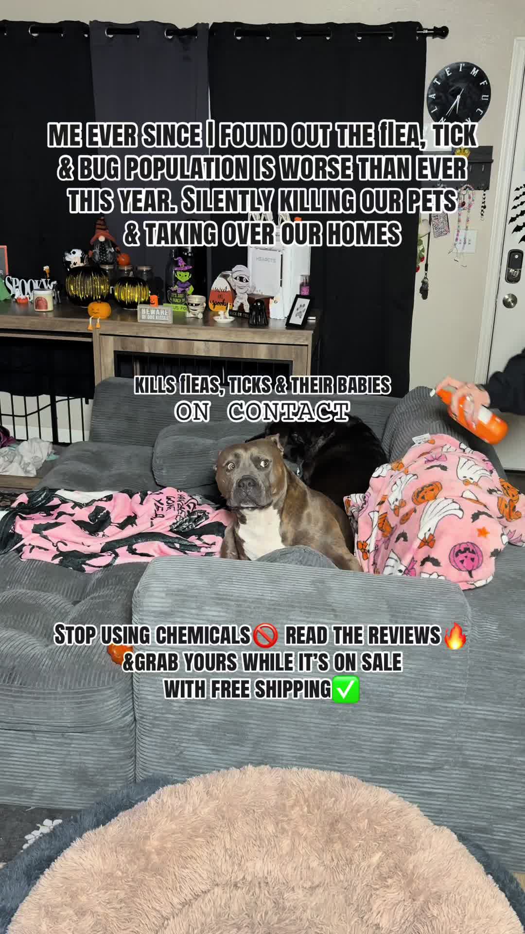 @kai•thedogmother🐾