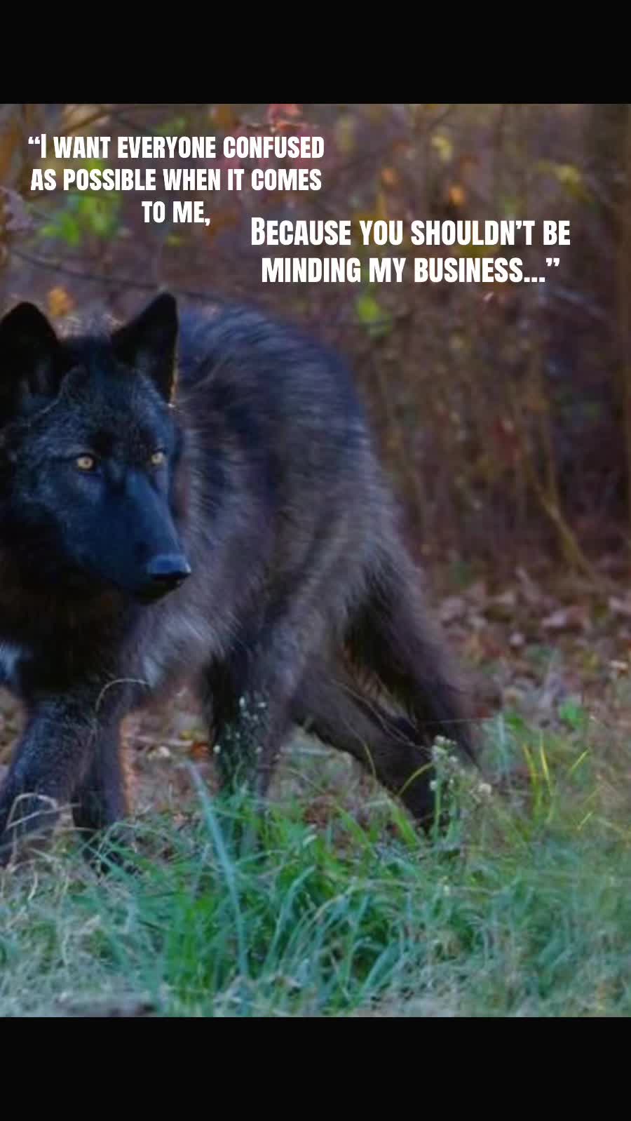 @🪬Conscious_LoneWolf🐺