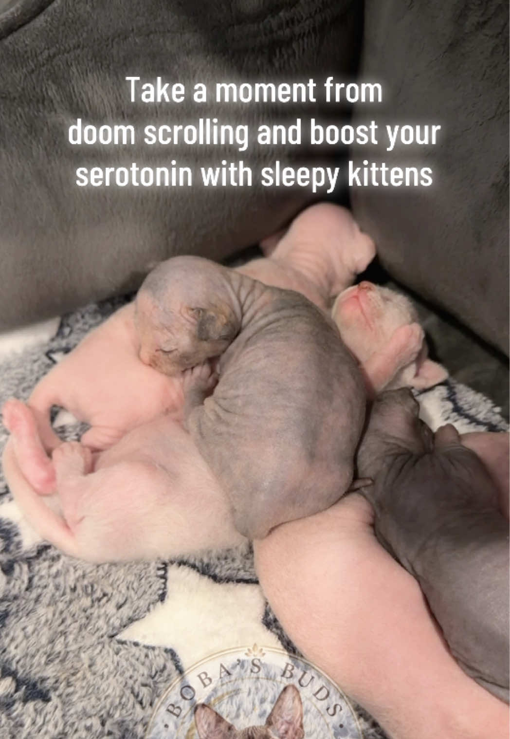@Boba’s Buds Minskin Cats
