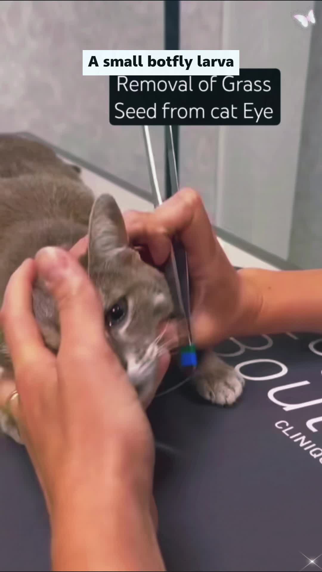 @Animal rescue tips