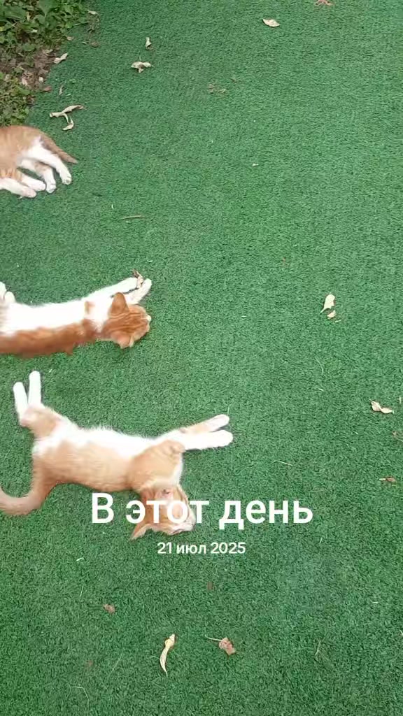 @დალი ვეკუა