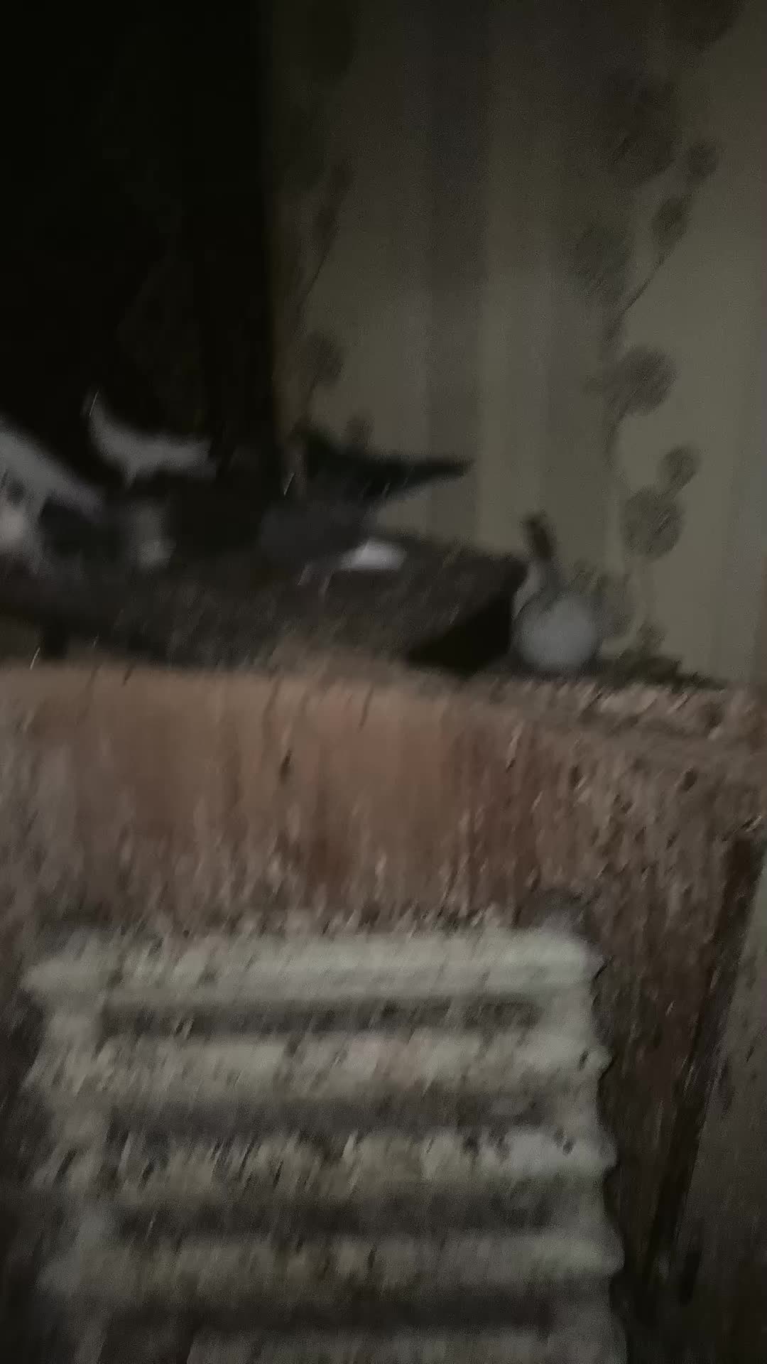 @Pigeon_which_unusual3