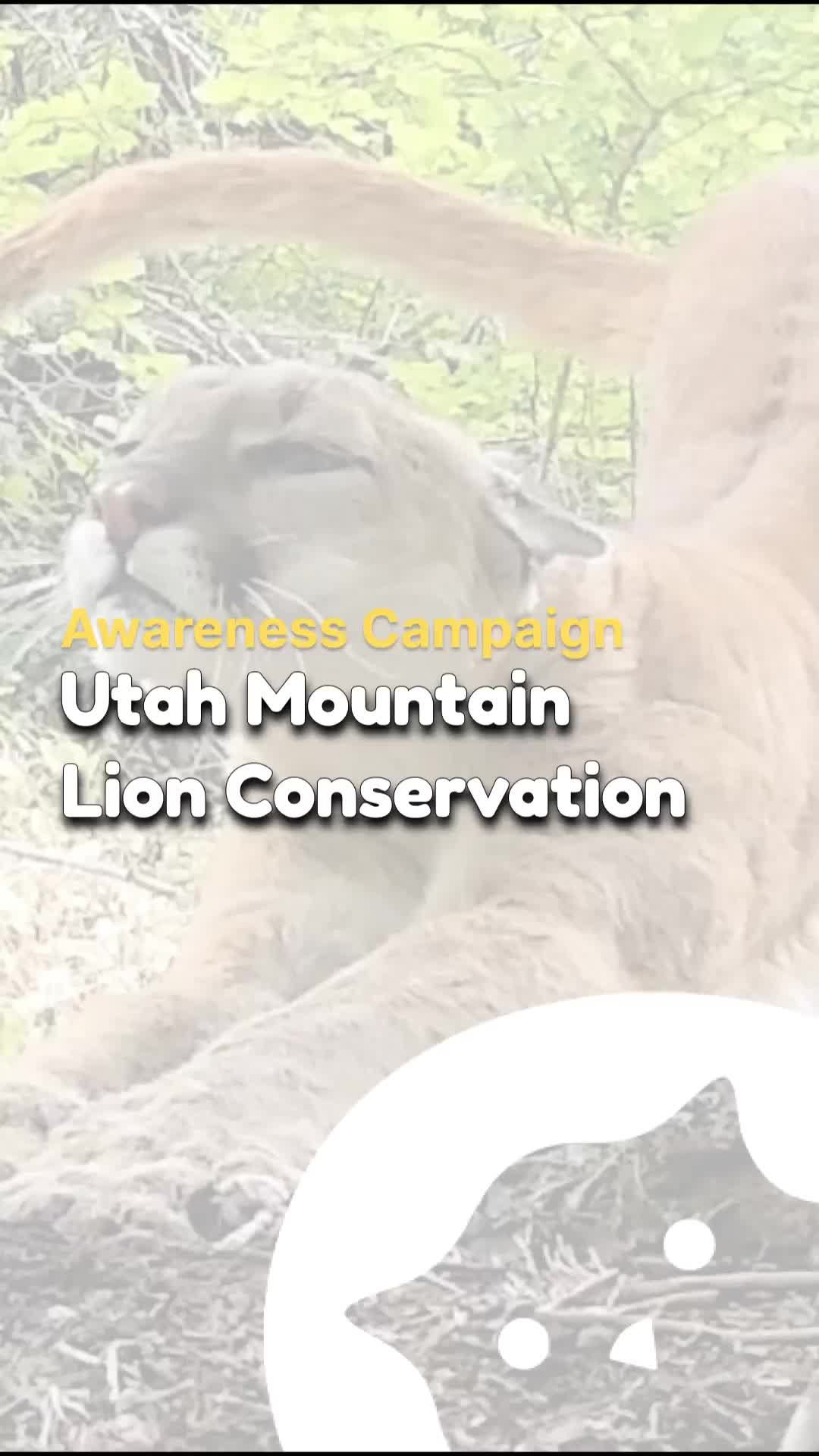 @CatSwoppr