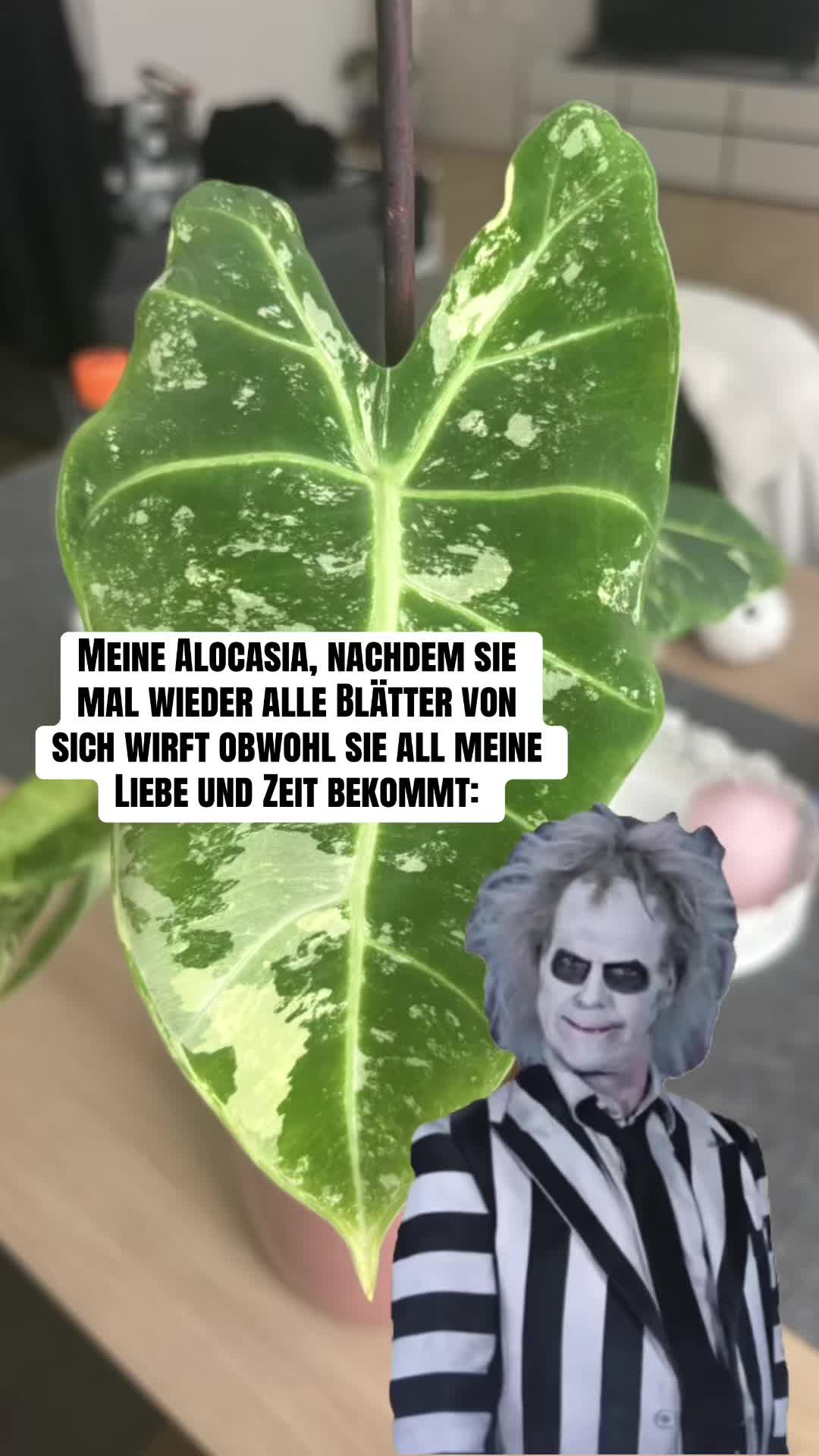 @Lea