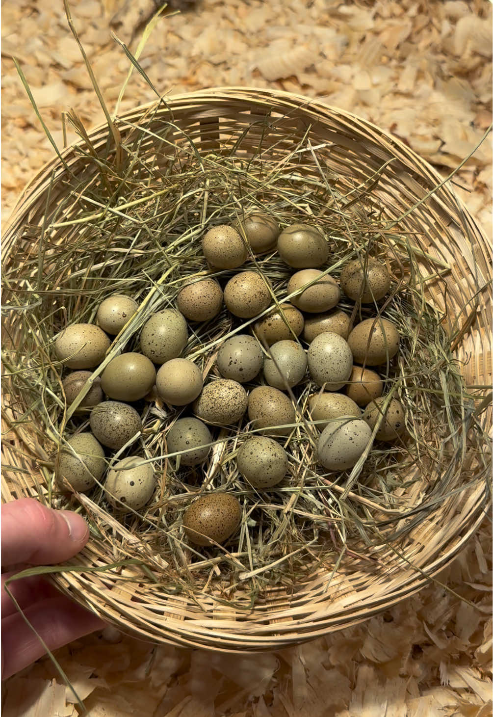 @fathenfarms