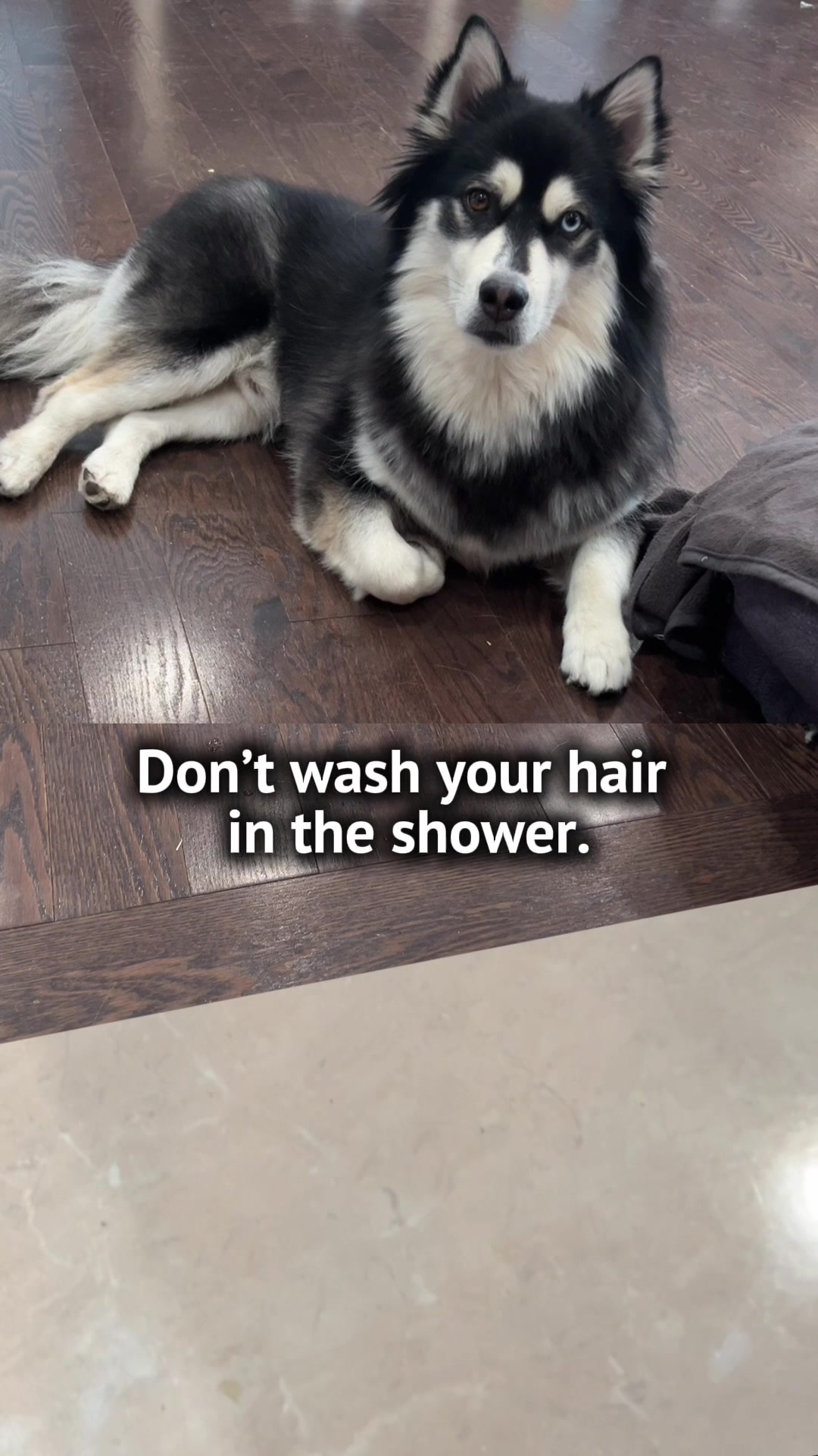 @Zeus the Pomsky🐾