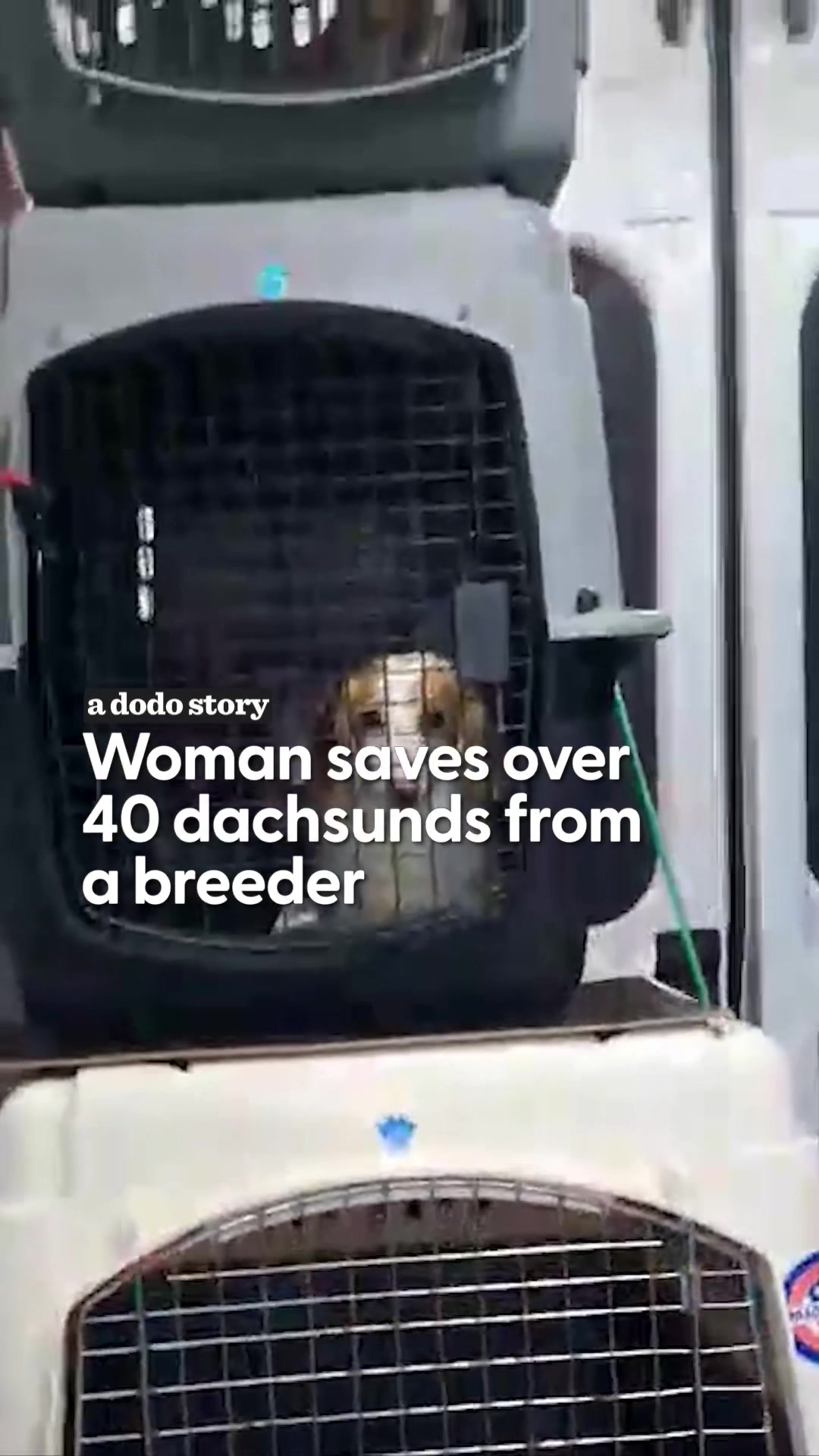 @The Dodo