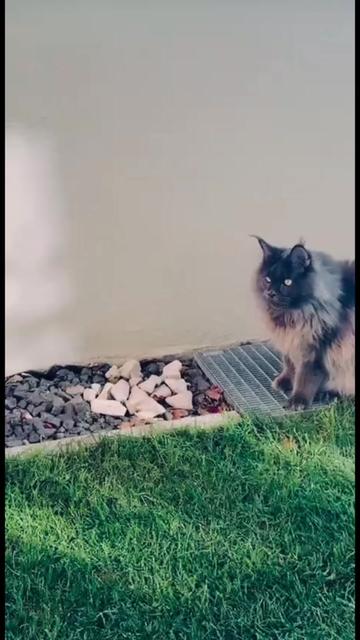 @columbus_mainecoon