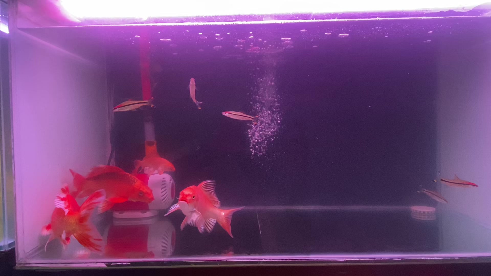 @⚜️ Tài xế nuôi Pet ⚜️