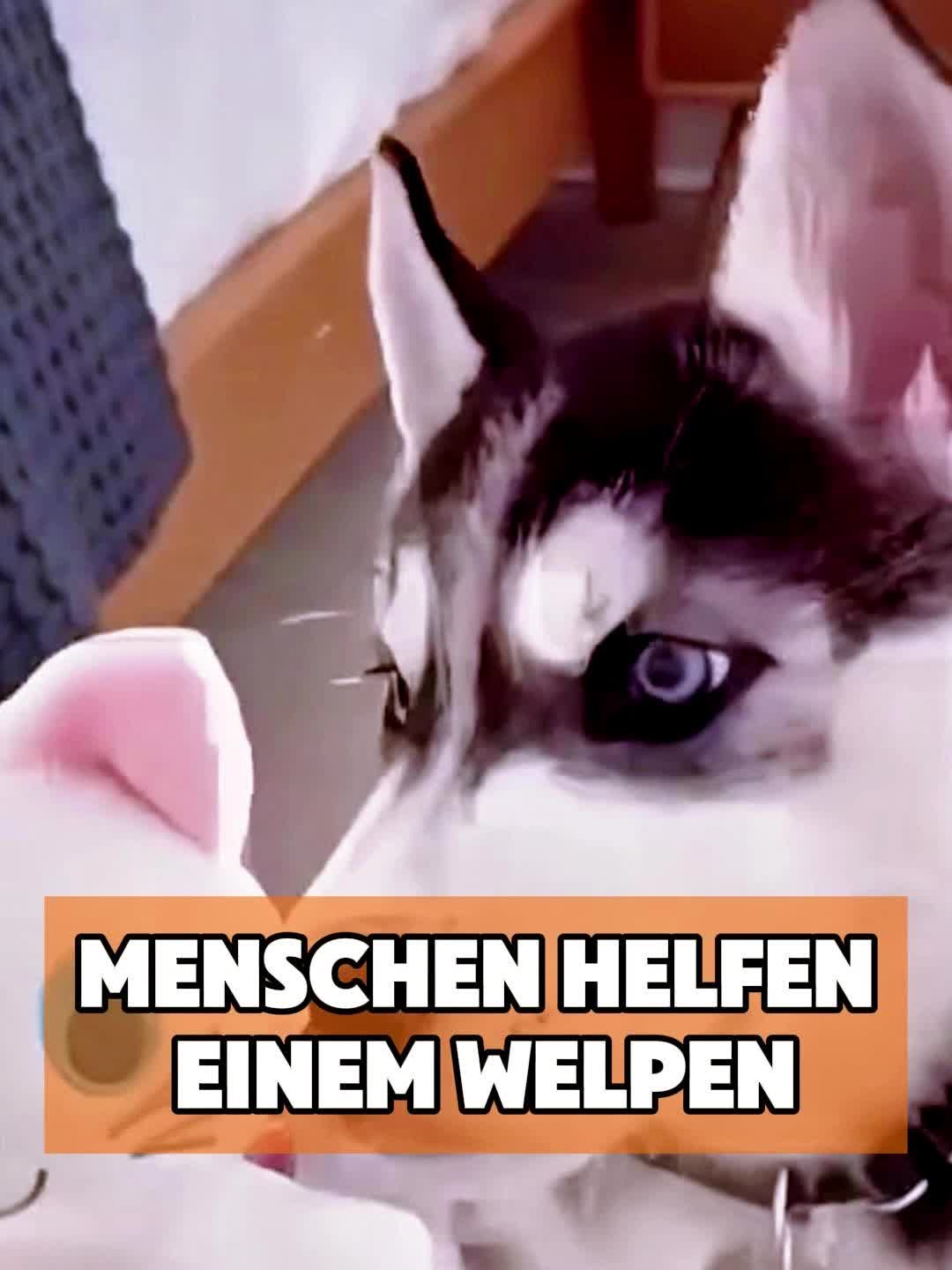 @toto_tier
