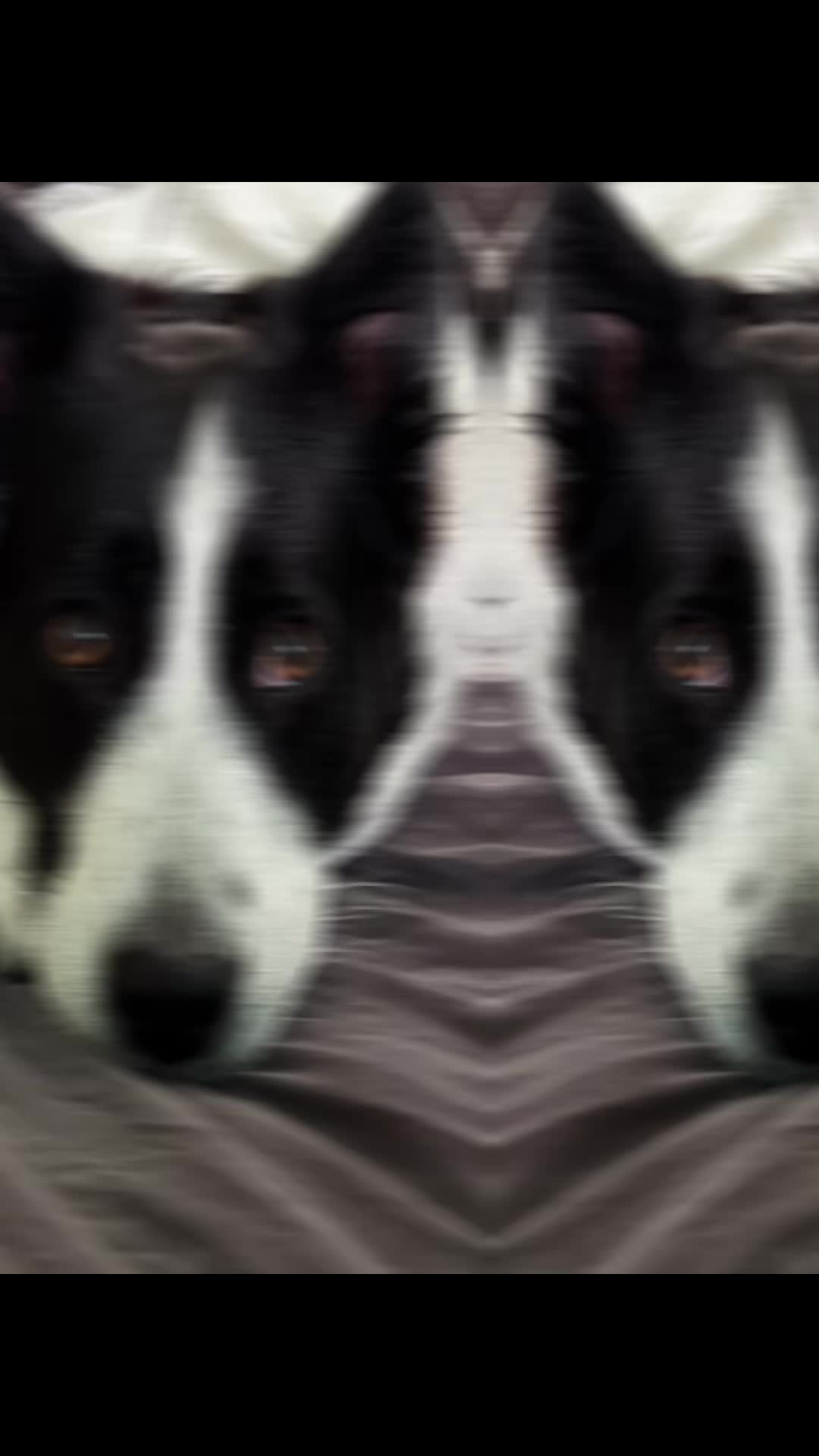 @PfotenwegeMitRoxy🐶