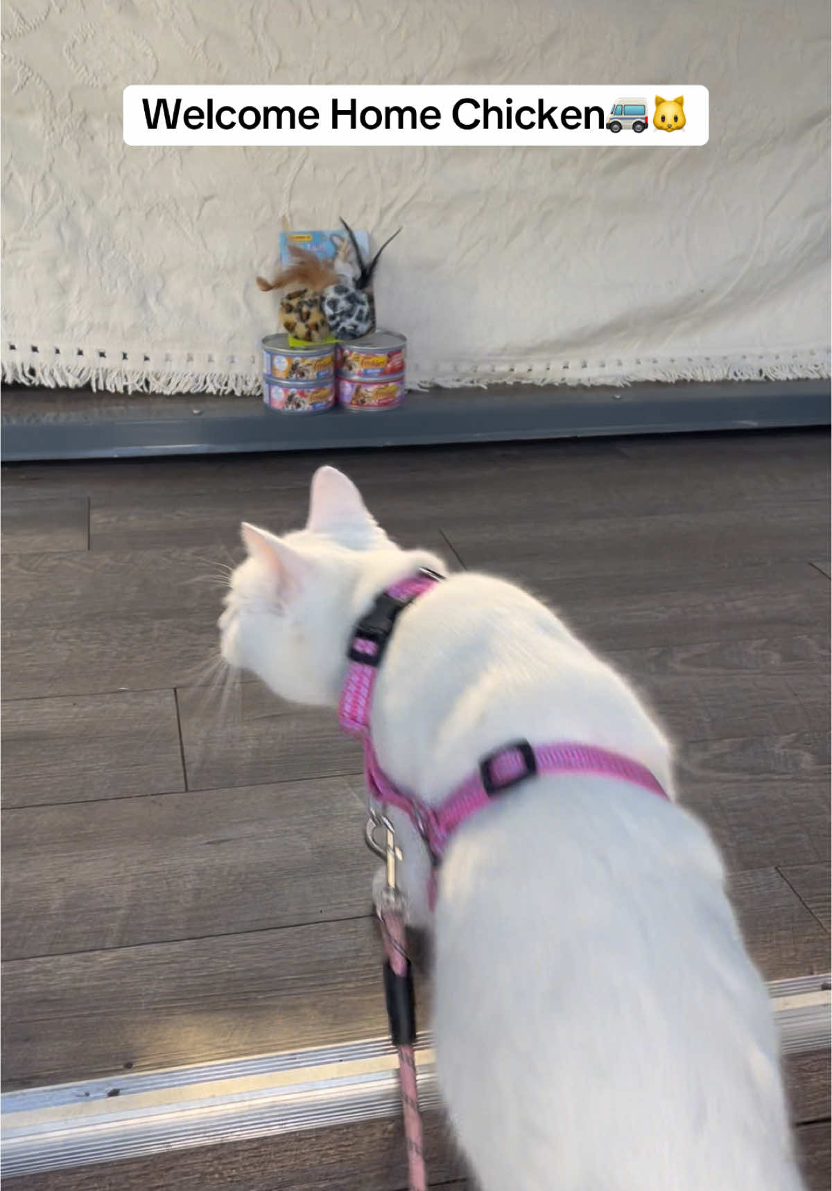 @chicken the white cat