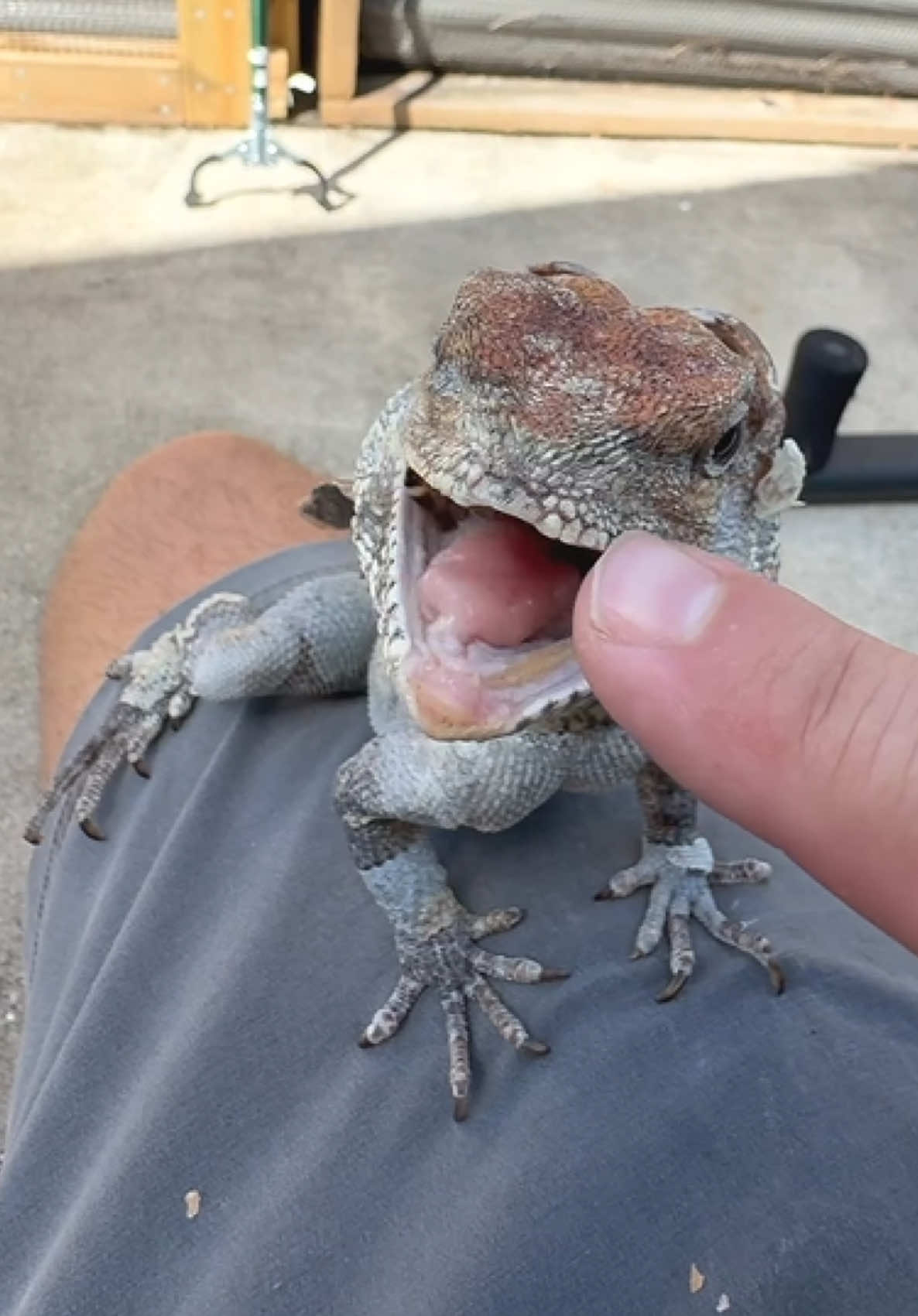 @Tommys_reptiles